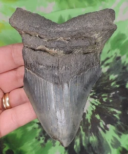 Megalodon Sharks Tooth 4 5/8" inch NO RESTORATIONS fossil sharks teeth tooth - Picture 1 of 2