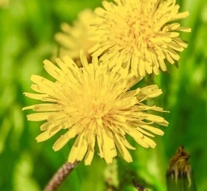 2100x Dandelion Taraxacum Seeds Tortoise food - Wildflower - Picture 1 of 1