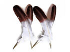 6 Pieces - Brown Tipped Imitation Eagle Turkey Tom Rounds Secondary Wing Feather