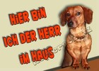 Dackel   - Aufkleber  - Autoaufkleber - Tür - Hier bin ich der Herr  im H ... A6