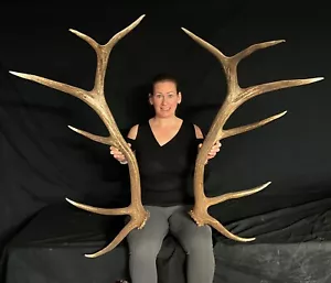 Elk set antlers Antler Taxidermy Home decor Dog chews 231 - Picture 1 of 3