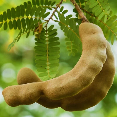 TAMARIND TREE 15 Seeds | Tamarindus Indica | Sacred Medicinal Fruit Rare Exotic - Image 1 of 4