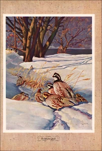 1946 Vintage Print Bobwhite Quail Bird Hunting Hunt Game Wildlife Forest Snow - Picture 1 of 3