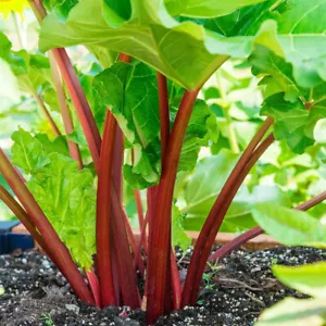 Rhubarb 'Poncho' Value Plug Plant x 5. High yield. Perennial vegetable - Picture 1 of 3