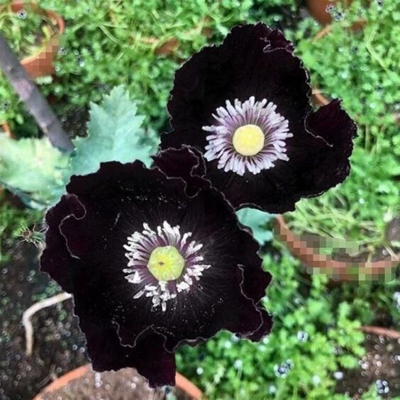 TT464PG Black Poppy schwarzer Mohn Midnight Pappaver Seeds Samen Stückzahl 30 - Bild 1 von 1