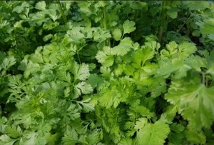 Cilantro Coriander Seeds (50+) Home Grown in Oregon - Organic - Picture 1 of 1
