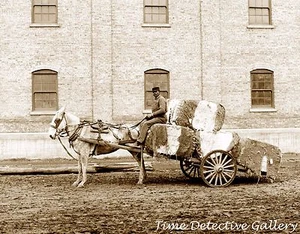 Wagon Hauling Cotton Bales, Mobile, Alabama - 1906 - Historic Photo Print - Picture 1 of 1