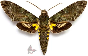 Amphonyx duponchel, from Peru, LARGE!!,UNMOUNTED moth - Picture 1 of 2