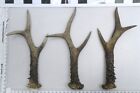 3 x Roe Deer Antler NATURAL Taxidermy V Shape Walking Stick Slingshot Project