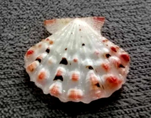 Mirapecten moluccensis 25 mm GEM dotted PINKISH white Collection" WOW! - Picture 1 of 9