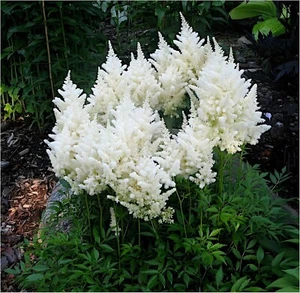 1 x Astilbe arendsii ‚Deutschland‘ (Winterhart/Stauden) Prachtspiere - Bild 1 von 8