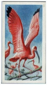 Brooke Bond Tea Tropical Birds card Scarlet Ibis #27 of 50  - Picture 1 of 2