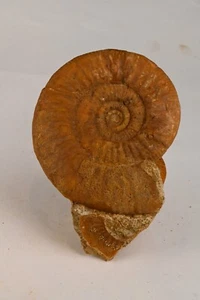 Ammonite choffatia Callovien deux sevres France amonite 102mm fossile - Picture 1 of 3