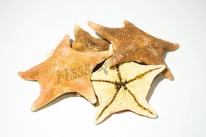 NessaStores Bat Starfish Sea Shell Beach Wedding Real Craft 3" - 4"(4 pcs)#JC-53 - Picture 1 of 5