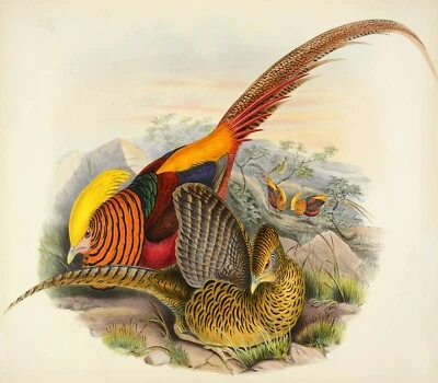 John Gould wild birds Framed Print Canvas wall décor Vintage Art  Australia old - Image 1 of 3