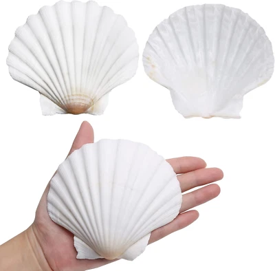 Scallop Shells for Crafts 4-5 Inches, 10Pcs Large Sea Shells for Decorating, Whi - Image 1 of 4