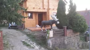 Ferienhaus (Blockhaus), Sebnitz / Sächsische Schweiz - Vermietung - Bild 1 von 5