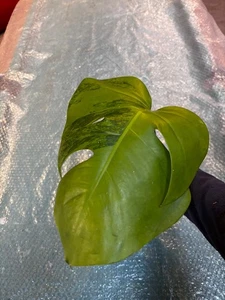 Monstera verde sobre verde - Planta rara y original - Perfecta salud - Imagen 1 de 3