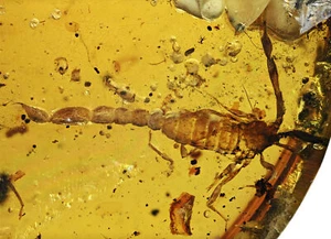 Rare Complete Scorpion, Fossil inclusion in Burmese Amber - Picture 1 of 3