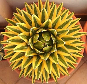 Agave Victoriae Reginae "Golden Queen" - variegated - Foto 1 di 2