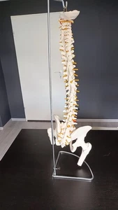 Menschliche Wirbelsäule, Hüfte, Ständer + Zusätzlichem Oberschenkel Knochen 85cm - Bild 1 von 14