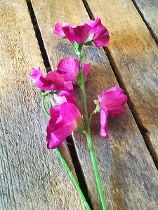 Einzelne rosa künstliche Erbsenstiele, Seidenblumen, realistische Erbsen - Bild 1 von 4