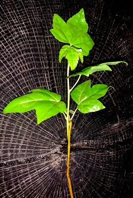 1 American Sweetgum Live Tree 24”+  Young Hearty Liquidambar styraciflua Native - Image 1 of 4