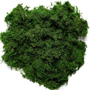 92926 Preserved Forest Moss Fresh Green 16OZ - Picture 1 of 7