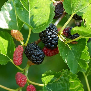25 Mulberry Tree Seeds Wild Organic Grown Home Orchard Fruit Plant Garden Seed  - Picture 1 of 3