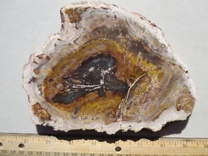721 FACE POLISHED PETRIFIED WOOD SLAB, CONIFER, MADAGASCAR. EX OLD ROCK SHOP - Picture 1 of 3