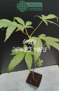 3 Green Japanese Maple Trees - Acer palmatum - 3 Live Plants - 8 to 10 inches - Picture 1 of 11