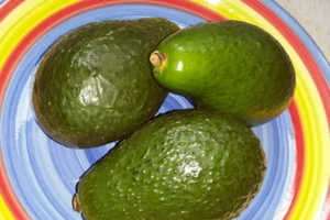 10 X DWARF AVOCADO SEEDS MIX-REED-SHEPARD-HASS-WURTZ-FRUIT TREE GARDEN SHRUB - Picture 1 of 9