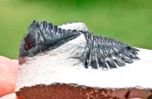 Trilobite Fossil, Hollardops mesocristatus, from Morocco #2 - Picture 1 of 7