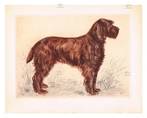 CHIEN : GRIFFON GUERLAIN Rfxwj-GRAVURE ANCIENNE 1947 23x31cm - Imagen 1 de 1