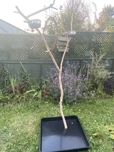 Bird Tree Perch - medium parrots perch - Picture 1 of 3