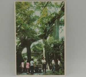 Doble Árbol del Templo Kum Yam Tong Postal De Colección Malasia o China poco común - Imagen 1 de 2