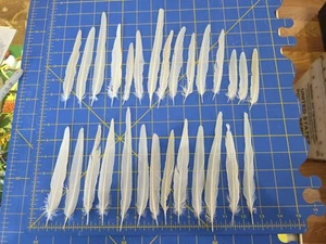 Y96 Lote De 28 Cacatúa Blanca Elevada Cautiva Cuello Anillo Indio Cola Loro Pluma - Imagen 1 de 3