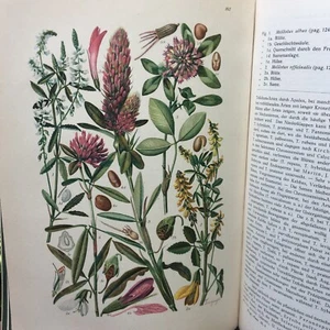 stunning vintage German garden book "Illustrierte Flora von Mittel~Europa" IV~ - Picture 1 of 15