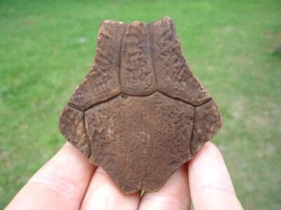 CHOICE TURTLE NUCHAL SCUTE FLORIDA FOSSILS ICE AGE EXTINCT TORTOISE BONES SHELL - Image 1 of 3