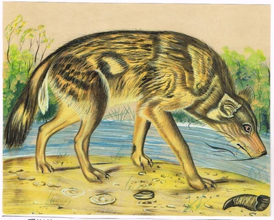 Pintura en miniatura india de chacal salvaje - arte animal sobre papel 8,5 x 6,5 pulgadas Foto 1 de 4