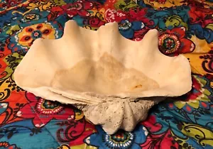Antique Massive Giant Clam Shell Tridacna gigas 23x15” Beautiful Specimen 41 lb - Picture 1 of 16