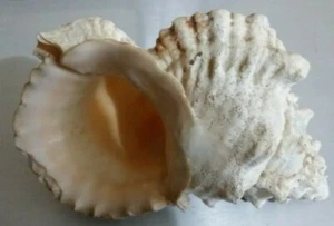 IDEA CASA - CONCHIGLIA TUTUFA NATURALE 30 CM - Foto 1 di 2