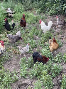6 Mixed Breed Fertile Hen/chicken Eggs For Hatching large fowl ✅ - Picture 1 of 12