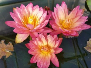 15 SEMILLAS DE NYMPHAEA LITTLE SUE - Bild 1 von 1