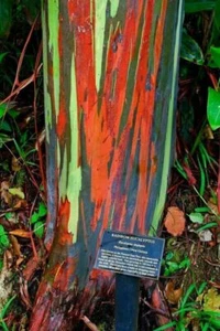 EUKALYPTUS DEGLUPTA - REGENBOGEN-EUKALYPTUS / REGENBOGEN, 10 Samen - Bild 1 von 1