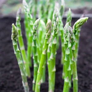 1/4 Lb Mary Washington Asparagus Seeds - Everwilde Farms Mylar Seed Packet - Picture 1 of 2