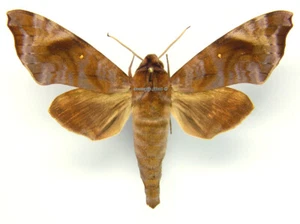 Unmounted Butterfly/Sphingidae - Acosmeryx anceus anceus, male, A1/A- - Imagen 1 de 2