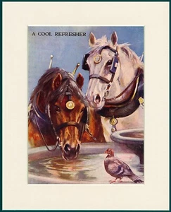 HORSE TWO HORSES DRINKING WITH PIGEON WATCHING PRINT MOUNTED READY TO FRAME - Foto 1 di 1