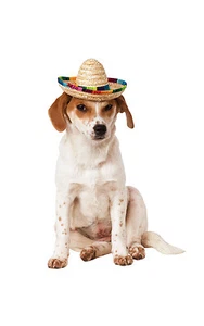 Pet Sombrero Pet Accessory - Picture 1 of 1