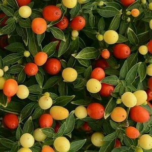 Pimienta púrpura Hot Pops 10 semillas - PEINE. S/H ¡VEA NUESTRA TIENDA! - Imagen 1 de 1
